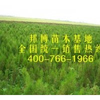 出售大量低价油松苗、1-2米油松树苗