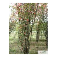 成都苗圃贴梗海棠