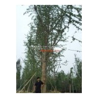出售20-40公分银杏树 提供栽植管理、嫁接改造、授粉、技术培训等
