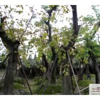 成都乔木低价羊蹄甲 羊蹄甲工程苗木