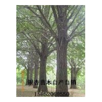 江苏白果树实生（银杏树）