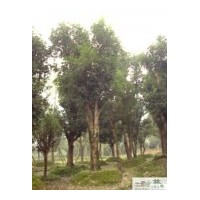 供应成都佛顶珠桂苗圃苗