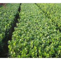 常年出售各类绿化小苗：大叶黄杨 小叶黄杨 北海道黄杨