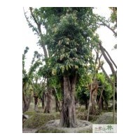 供应黄葛树 工程黄葛树