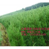 供应蜀桧、龙柏、雪松、广玉兰、香樟、高杆女贞、月季、桂花、红