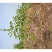 供应白桦 各种规格