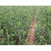 供花叶常春藤 高：30公分