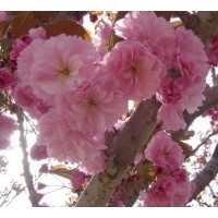 供应日本樱花 规格在 6-8-10-12-15cm的