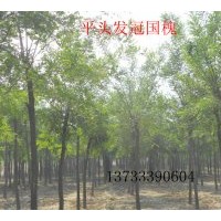 出售国槐 香花槐，红花槐，龙爪槐，法桐，泡桐