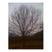 供应自家杜仲树6到25公分（10000）棵，低价处理