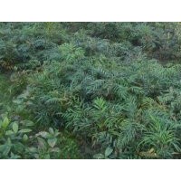 低价苗圃苗木阔叶十大功劳高度：30-40公分