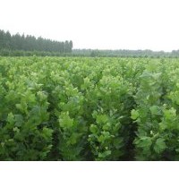 法桐扦插苗2012年预定中