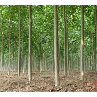 供大小规格法桐 国槐 白蜡