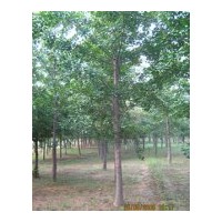 供应各种规银杏实生树，嫁接树