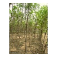 大量出售7—10公分平头白蜡 北京桧柏、河南桧、河南桧球