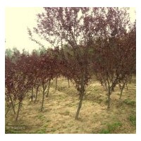 出售花灌木红王子锦带、四季锦带、红瑞木、紫丁香、白丁香、棣棠