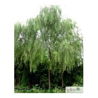 供应成都柳树苗木