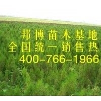 大量低价直供油松苗、三年生油松树苗