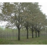 江苏白果树(银杏树)价格
