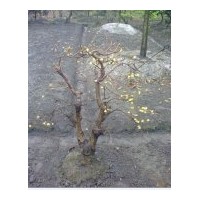 成都低价腊梅苗木