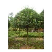 出售8-12公分的桂花