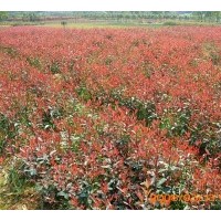 供红叶石楠行道树 叶石楠插扦小苗