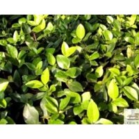 成都金森女贞 成都苗圃金森女贞供应