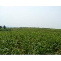 供应榉树小苗，朴树小苗