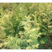 供应红豆杉苗木