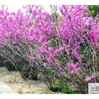 供应成都紫荆