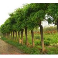 特供大乔木：国槐、造型国槐