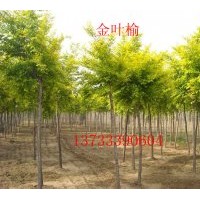 供应金叶榆