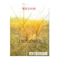 出售金枝槐