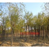 出售金丝柳 国槐，刺槐，香花槐，红花槐，龙爪槐，法