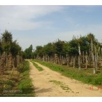 出售大量各种规格红、白、黄、紫、广玉兰，五角枫，北京栾，杜仲