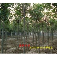 大量供应大叶女贞 紫荆，垂柳，木槿，金边黄杨 ，瓜子黄杨，红花