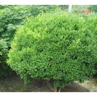 成都低价苗木金叶黄杨高度：30-40公分