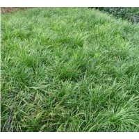 工程苗圃苗木麦冬