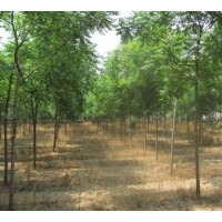 供应湖北栾树 截杆栾树