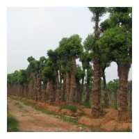 益阳本地移栽香樟和骨架香樟