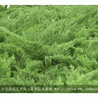 热销优质苗木沙地柏