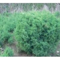 经营品种有蜀桧、龙柏、雪松、广玉兰、白玉兰、高杆女贞、紫叶李