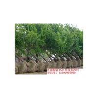 专供银杏苗木