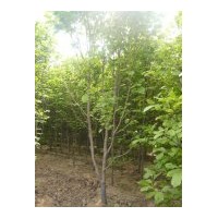 出售白皮松、油松、白玉兰、紫玉兰、黄玉兰、广玉兰