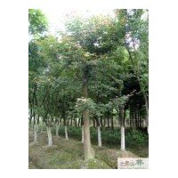 供应成都枫香绿化苗木