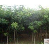 供成都苗木金合欢工程苗木