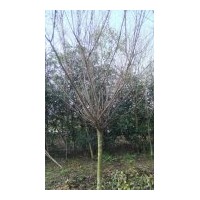 成都红梅花苗木批发