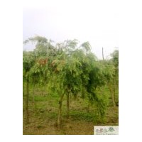 大量批发红千层苗圃苗