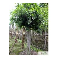 供应小叶榕 成都小叶榕工程苗木