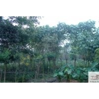 成都低价苗木木芙蓉 成都木芙蓉